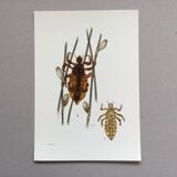 Illustration ancienne "insectes", années 60.