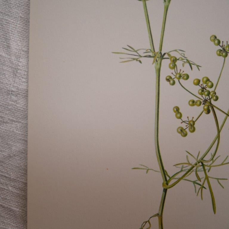 Radiant Bifora botanical plate