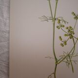 Radiant Bifora botanical plate