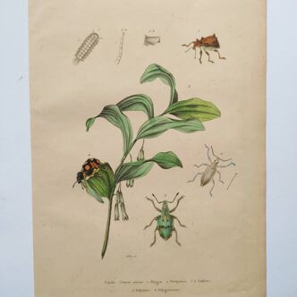 Old engraving from 1839 - Polygonatum Insects - Manually coloured