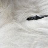 Goat skin 105x75cm