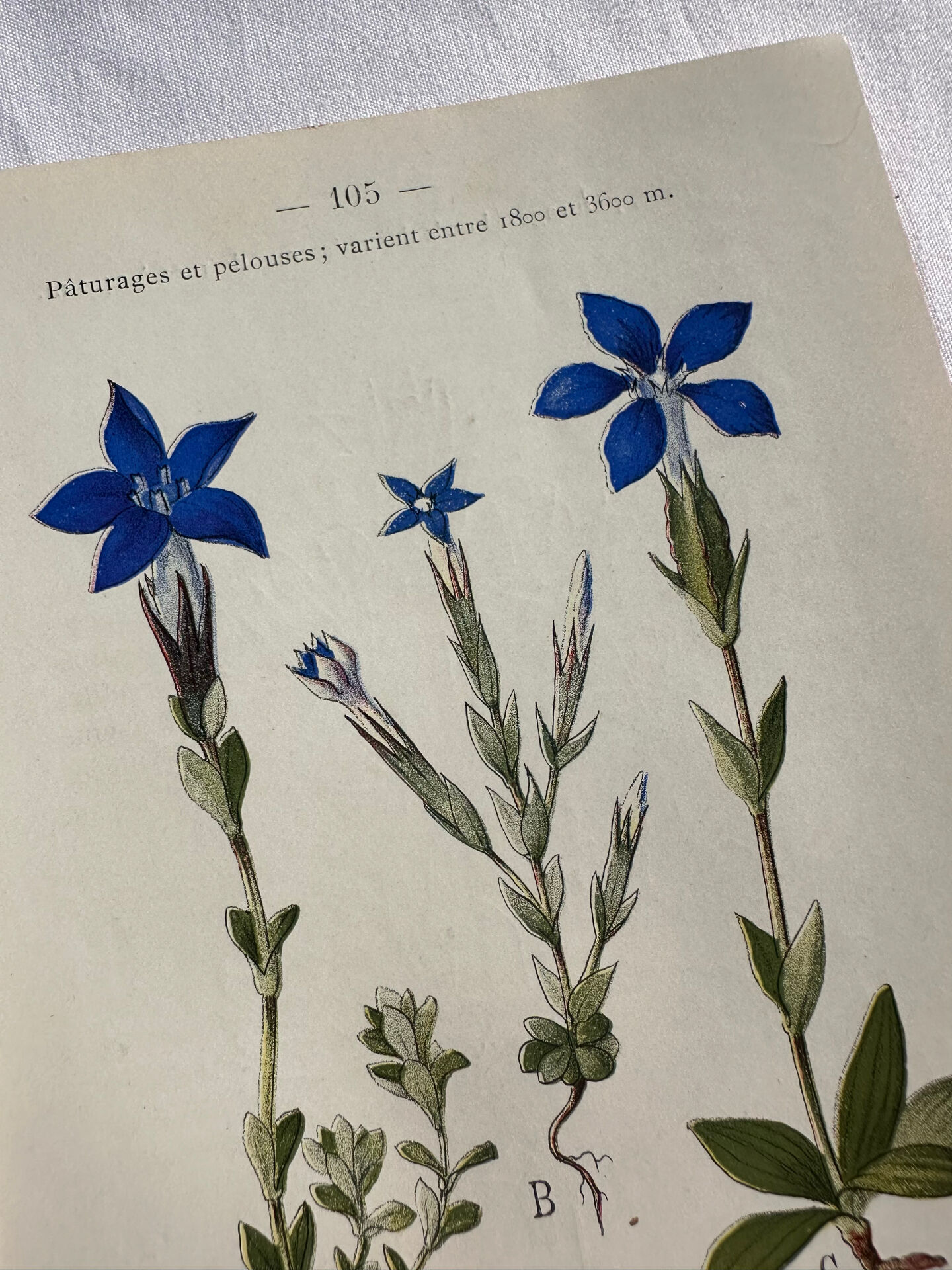 Naturalist Plate – 19th Century Botanical Engraving, Double-Sided