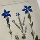 Naturalist Plate – 19th Century Botanical Engraving, Double-Sided