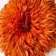 Jujuhat rouille 50 cm