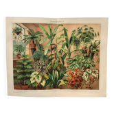Planche botanique de 1909 - Fleur et plantes décoratives (2) - Gravure lithographique allemande