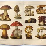 Botanical plate from 1909 - Mushrooms - Old German engraving