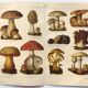 Botanical plate from 1909 - Mushrooms - Old German engraving
