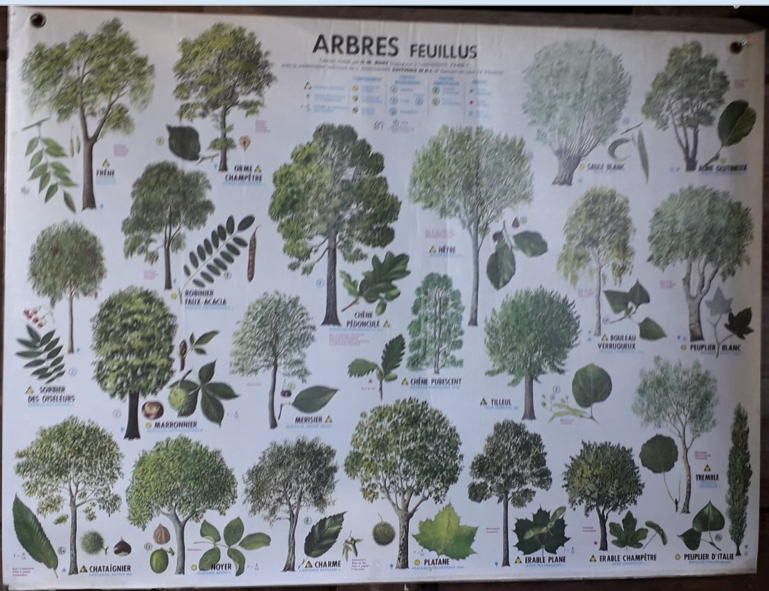 School poster / m.d.i / 1974 mediterranean deciduous coniferous trees