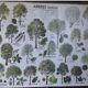 School poster / m.d.i / 1974 mediterranean deciduous coniferous trees