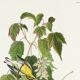Affiche sur la Paruline à tête dorée, d’après une gravure ancienne de 1827.