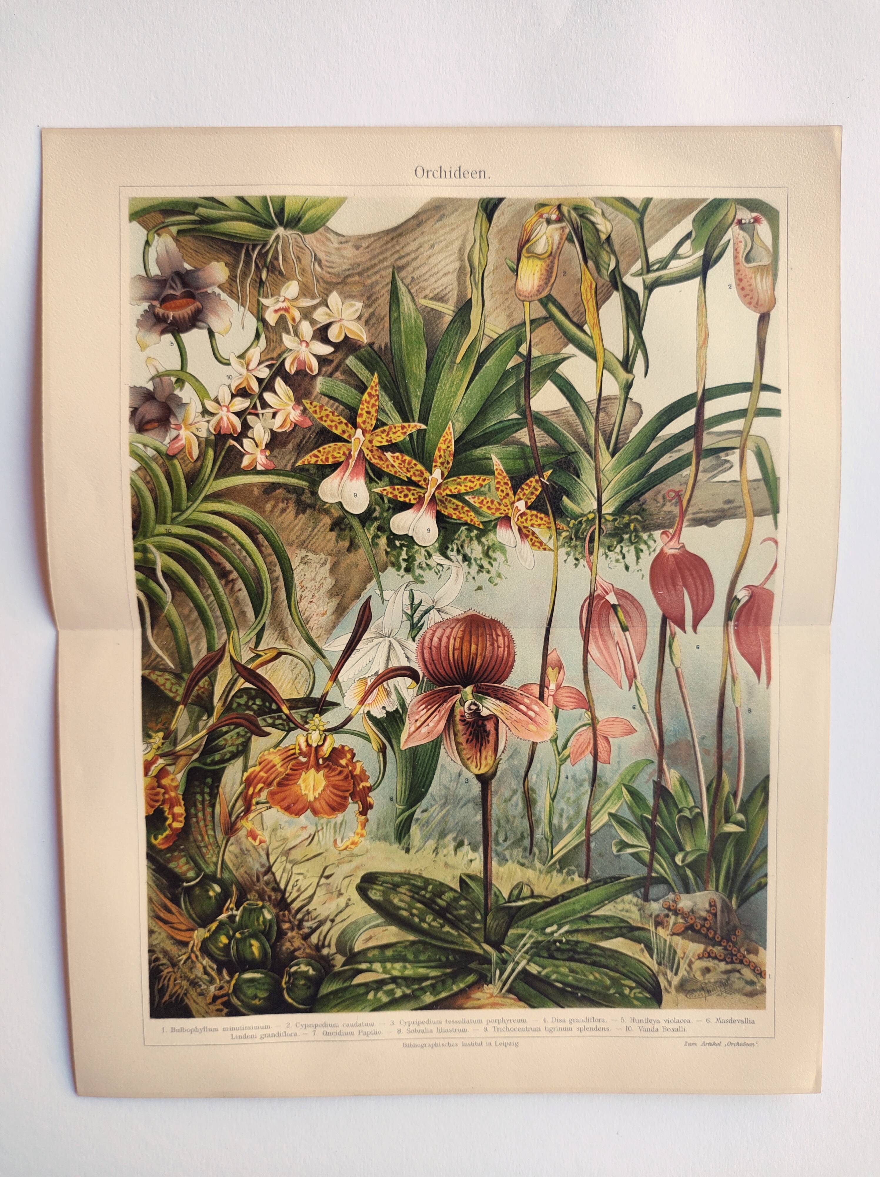 Gravure botanique de 1909 - Orchidée - Planche allemande ancienne