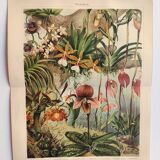 Botanical engraving from 1909 - Orchid - Old German antique print