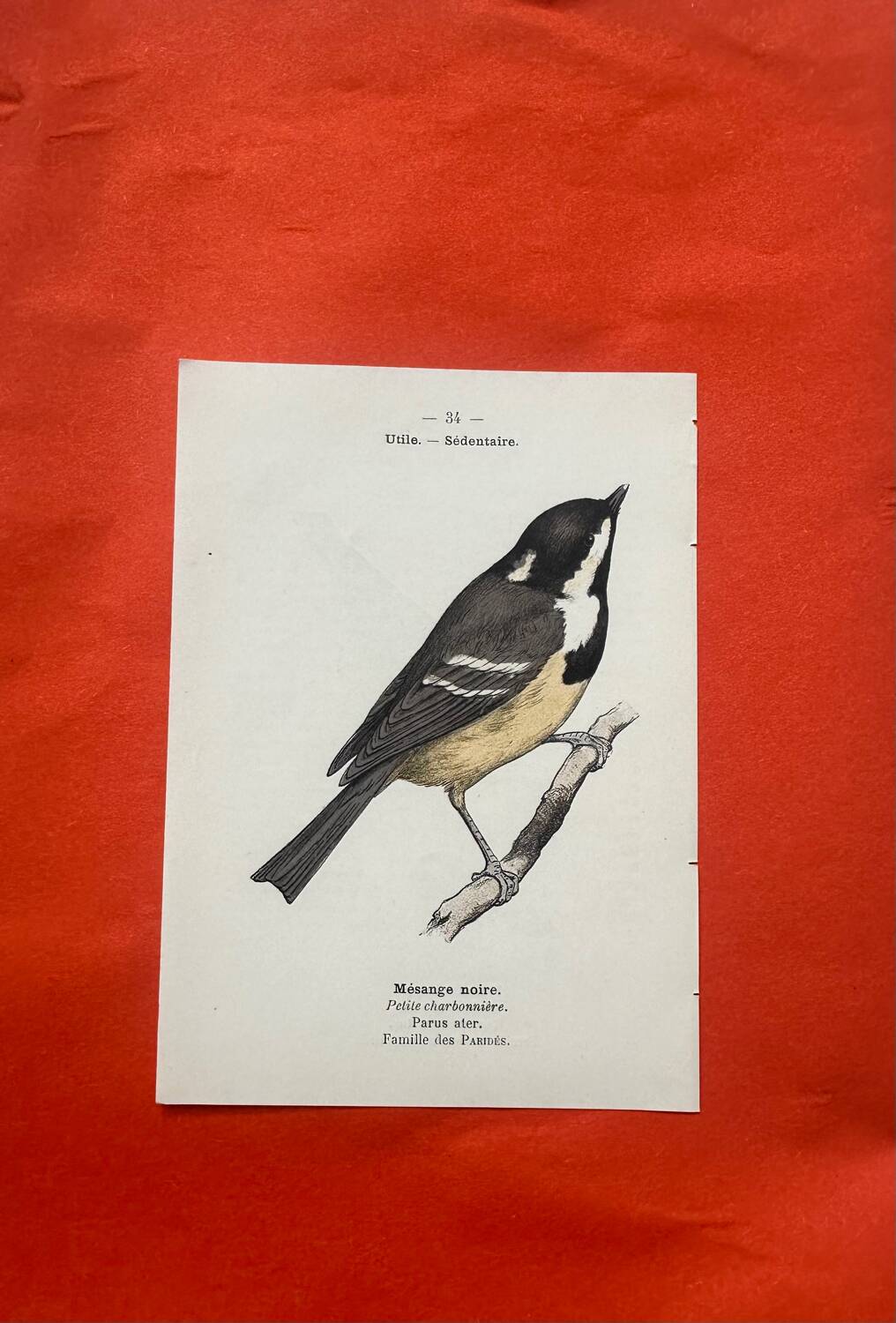 Naturalist engraving double-sided birds botanical plate