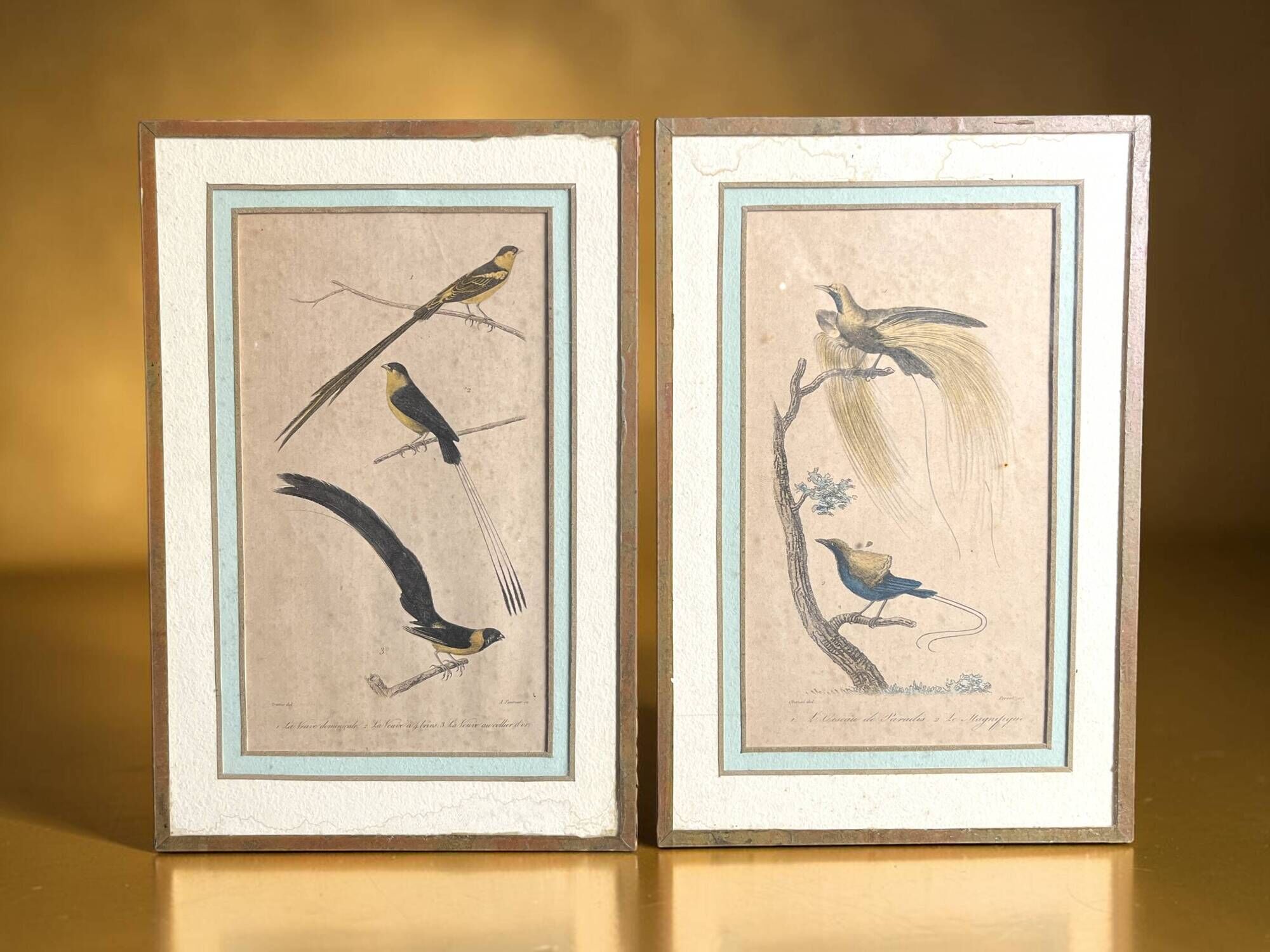 Pair of zoological engravings of birds by Fournier and Perrot, 19th century.