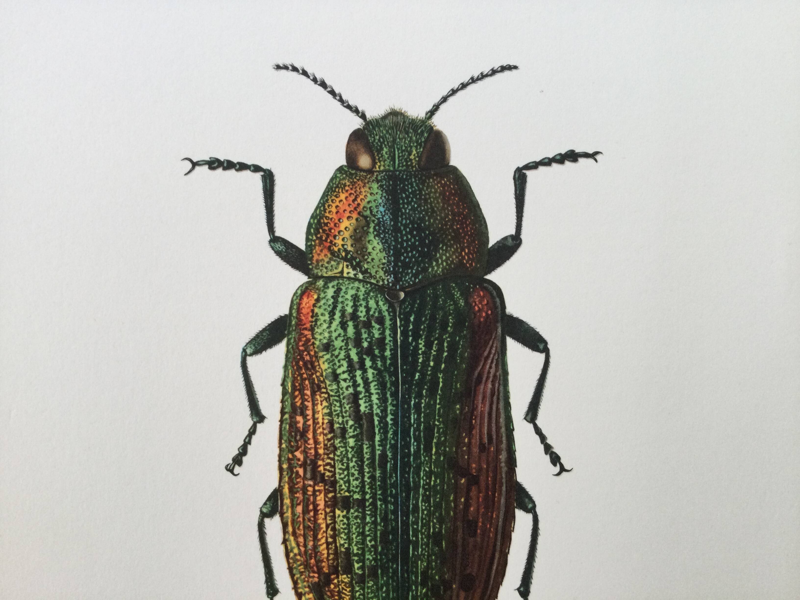 Vintage insect print. Original plate 1969.