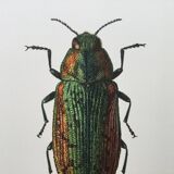 Vintage insect print. Original plate 1969.