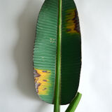 Polynesian wooden top