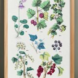 Botanical poster, after an engraving from 1881 (Alpine soldanella, ivy)