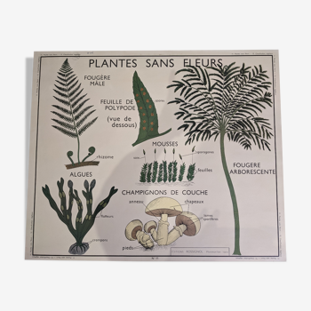 Ancienne affiche yRossignol années 50 botanique plantes sans fleur