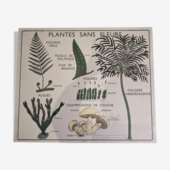 Old poster yRossignol 50s botany plants without flower