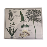 Old poster yRossignol 50s botany plants without flower