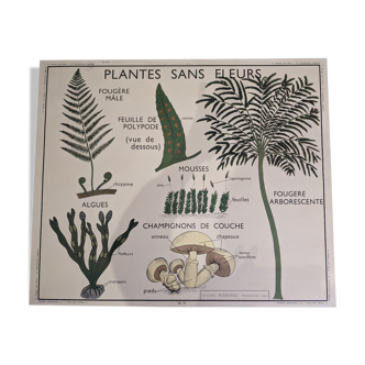 Ancienne affiche yRossignol années 50 botanique plantes sans fleur