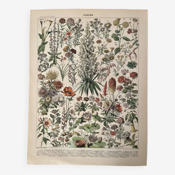 Lithograph on flowers (amaranth) - 1900