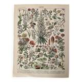 Lithograph on flowers (amaranth) - 1900