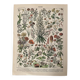 Lithographie sur les fleurs (amarante) - 1900
