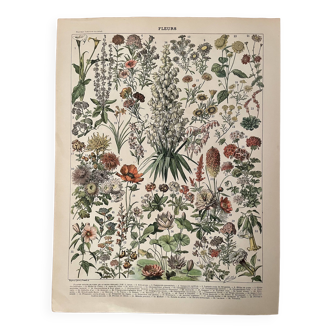 Lithograph on flowers (amaranth) - 1900