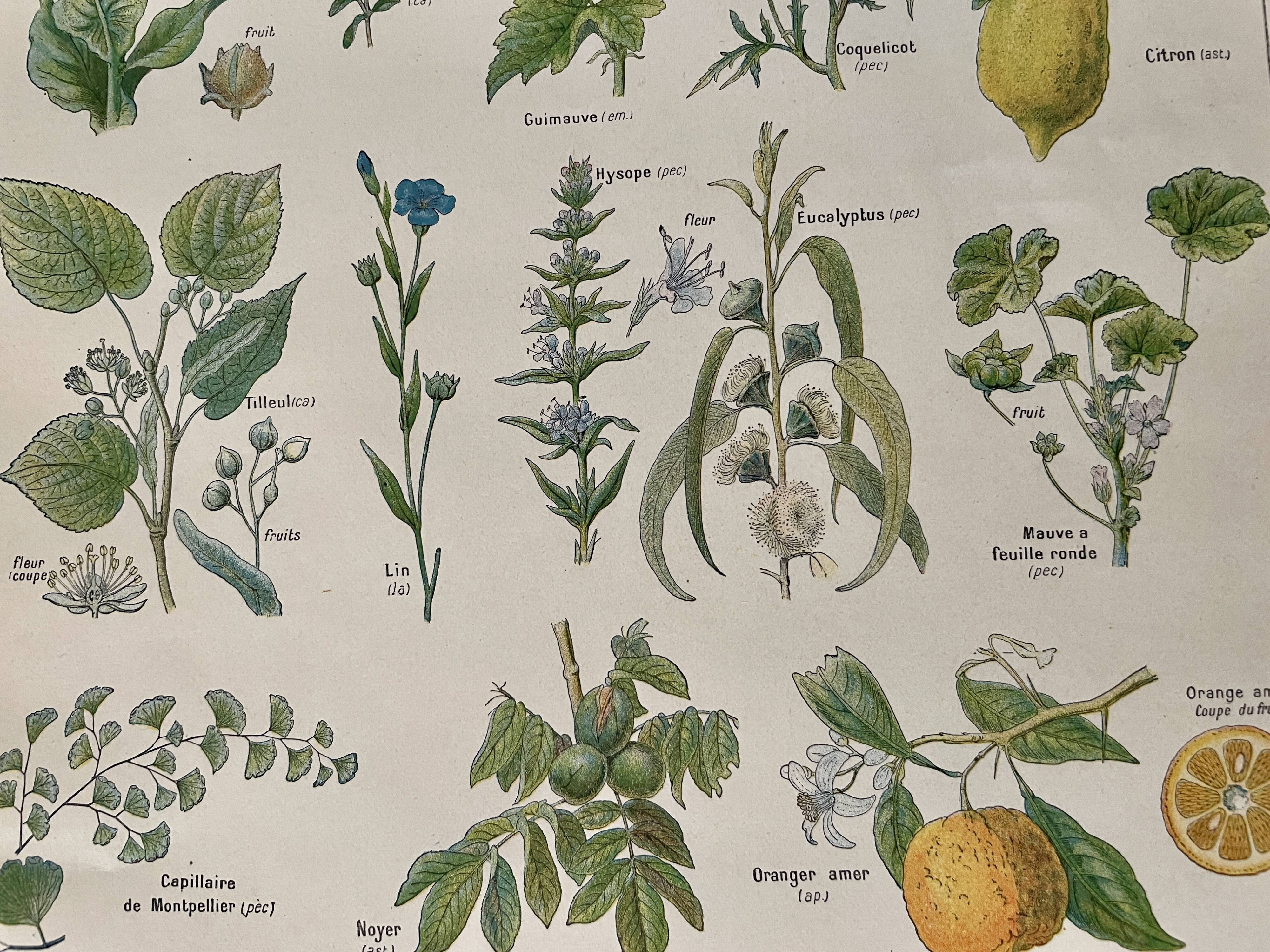 Lithographie plantes médicinales (XXIV) - 1920
