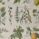 Lithographie plantes médicinales (XXIV) - 1920