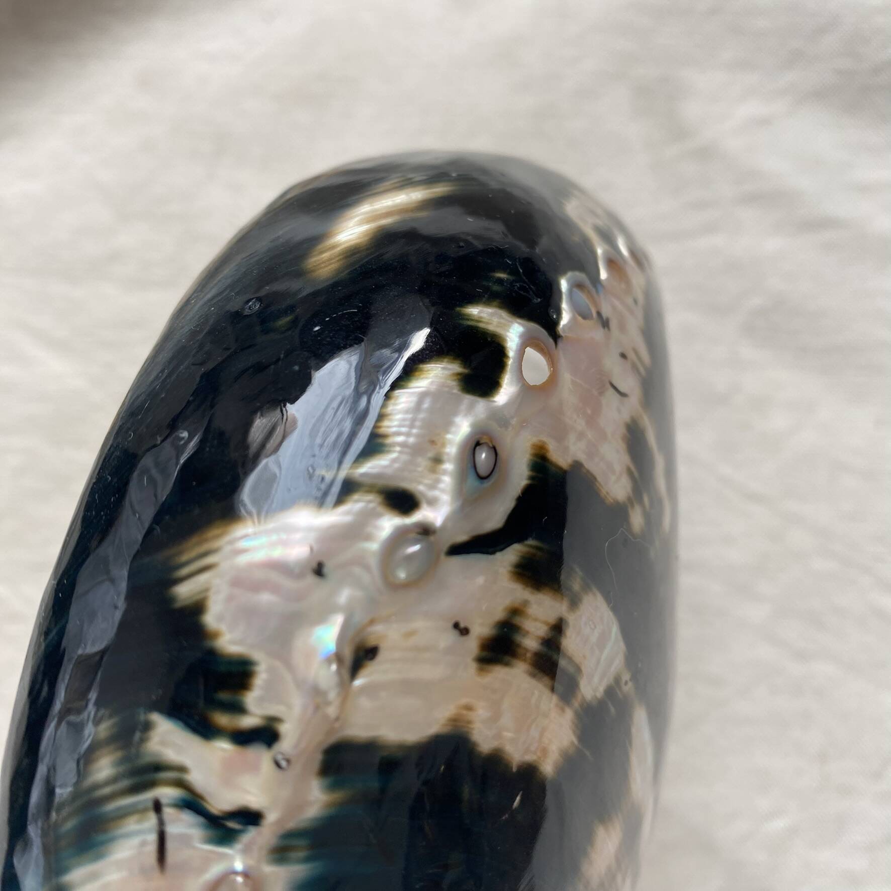 Polished abalone shell, catch-all or decorative object.