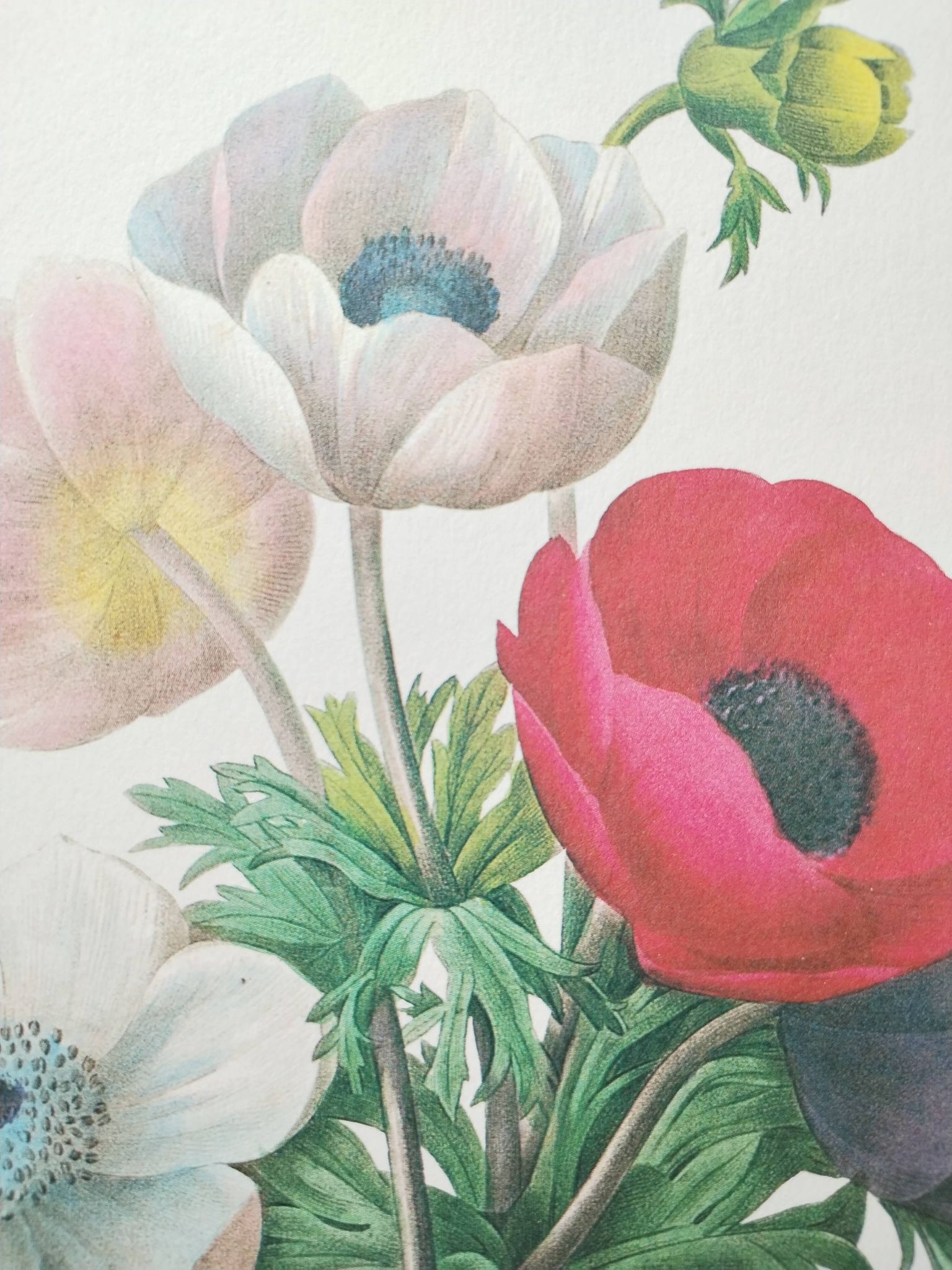 Original illustrated plate Simple anemone