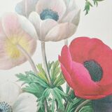 Planche illustrée originale Anémone simple