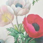 Original illustrated plate Simple anemone