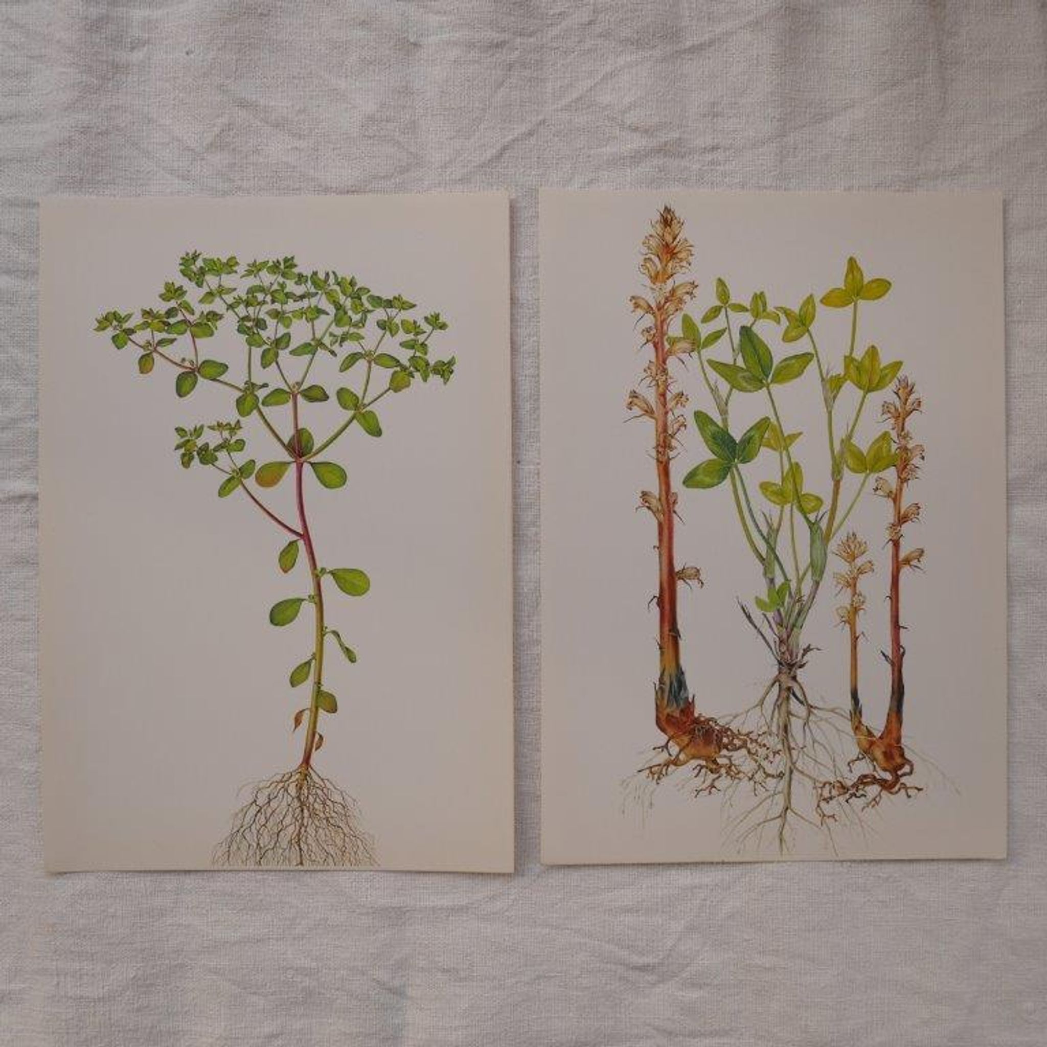 Set of 2 botanical plates Omblette and Orobranche du trèfle