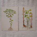 Set of 2 botanical plates Omblette and Orobranche du trèfle