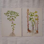 Set of 2 botanical plates Omblette and Orobranche du trèfle