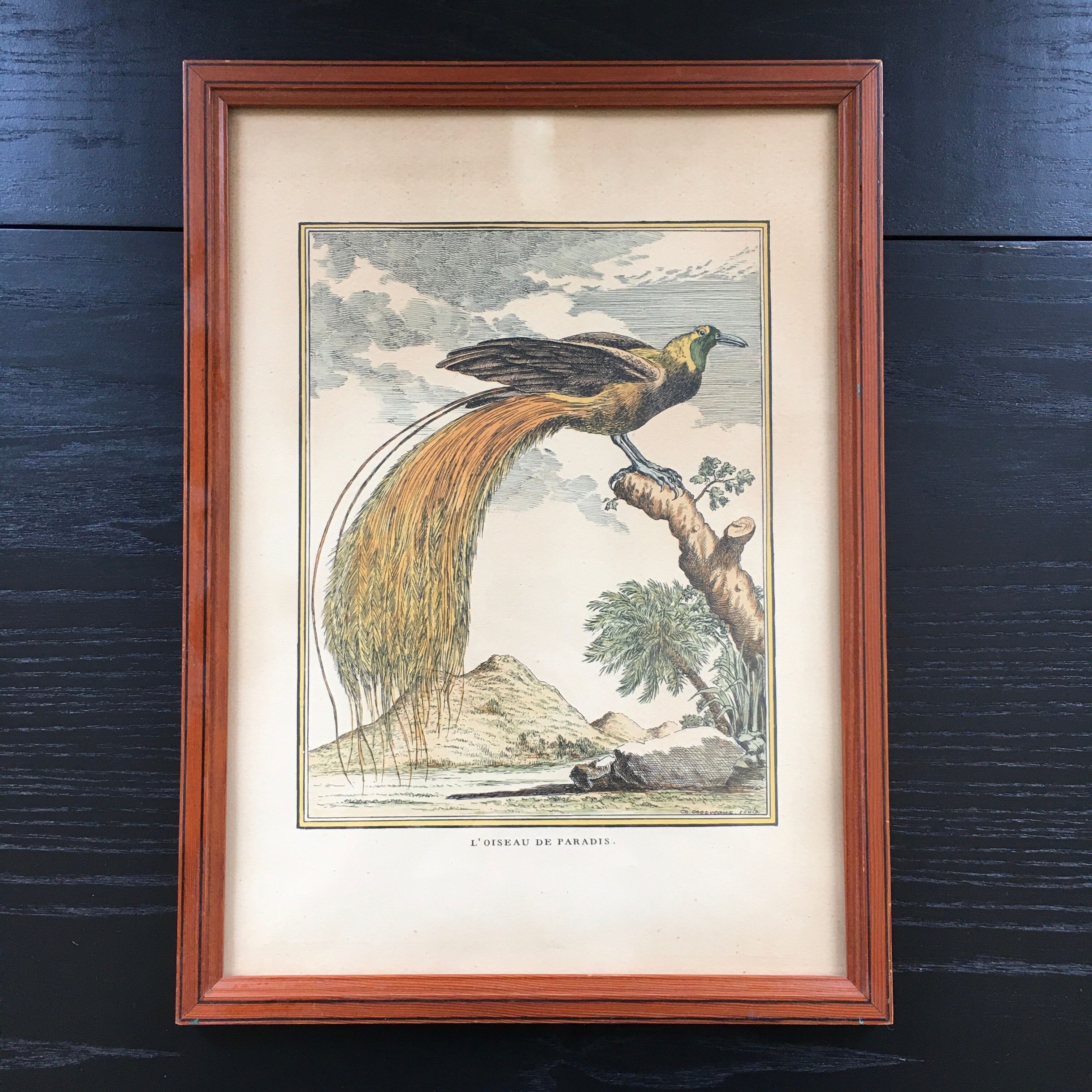 Illustration the bird of paradise