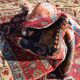 Very Old Turkish Rug, Kurdish Tribe: 1.58 X 3.35 Meters