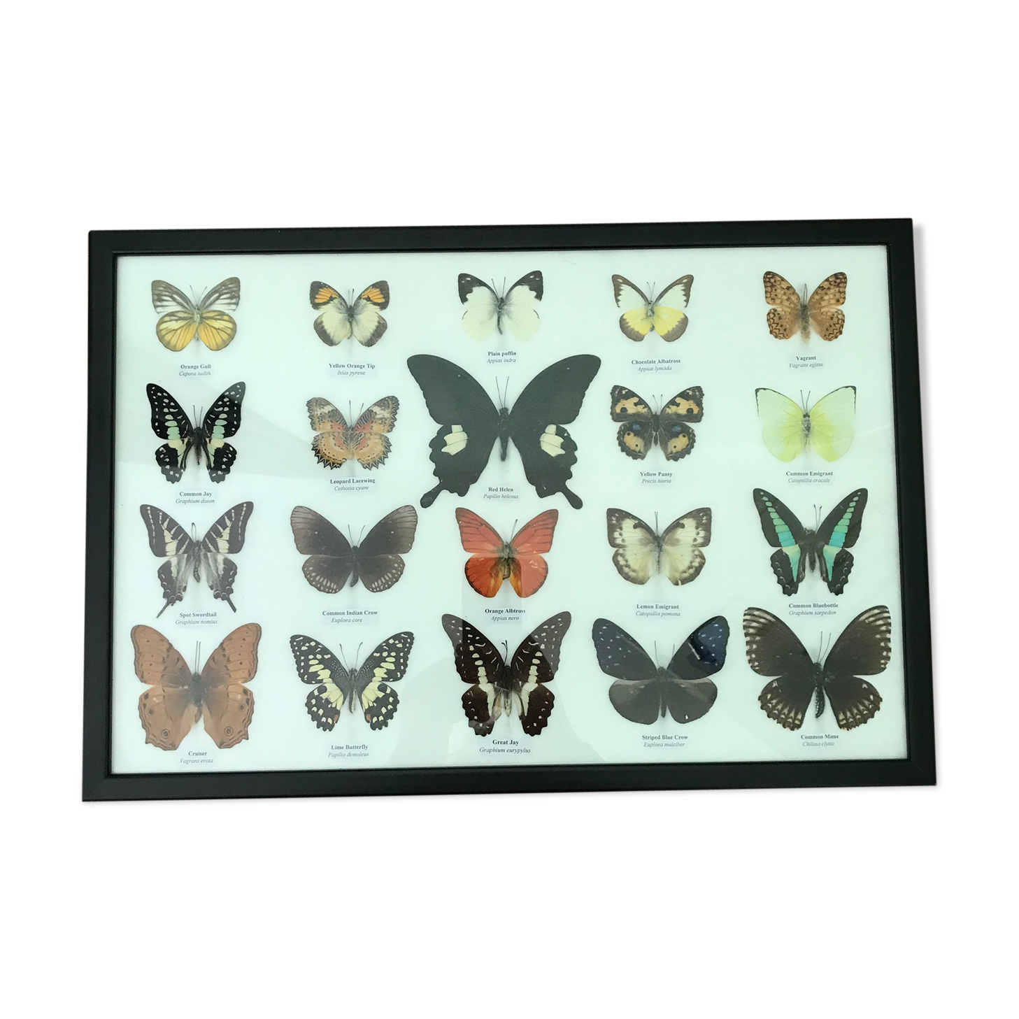 Frame butterflies assortment of 20 - 48 x 33