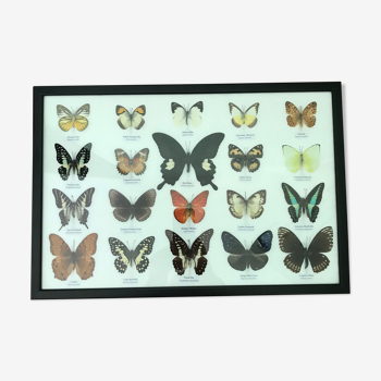 Cadre papillons assortiment de 20 - 48 x 33