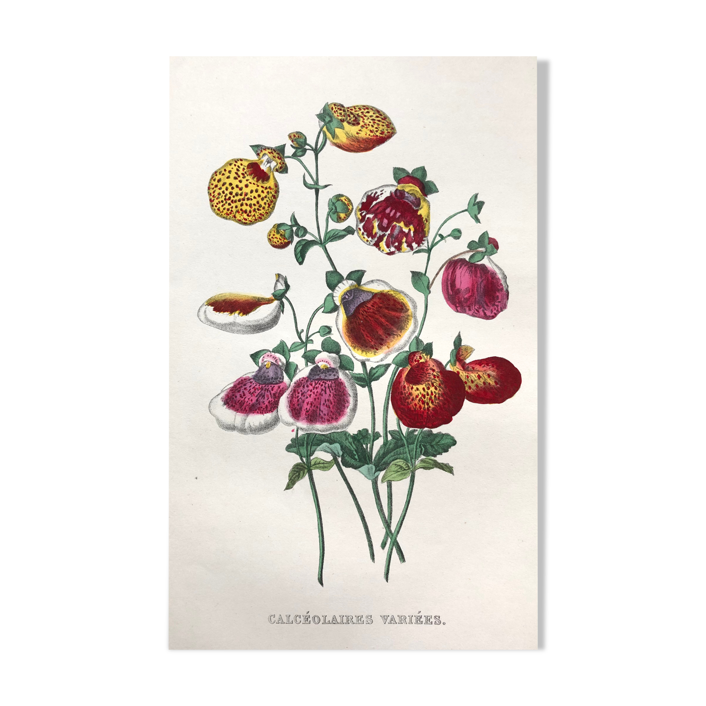 Affiche ancienne - planche botanique de 1854