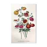 Old poster - Botanical plate from 1854