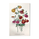 Affiche ancienne - planche botanique de 1854