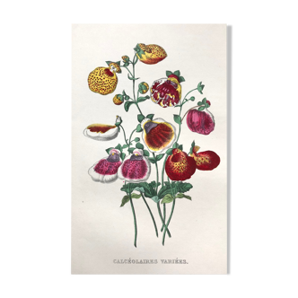 Old poster - Botanical plate from 1854