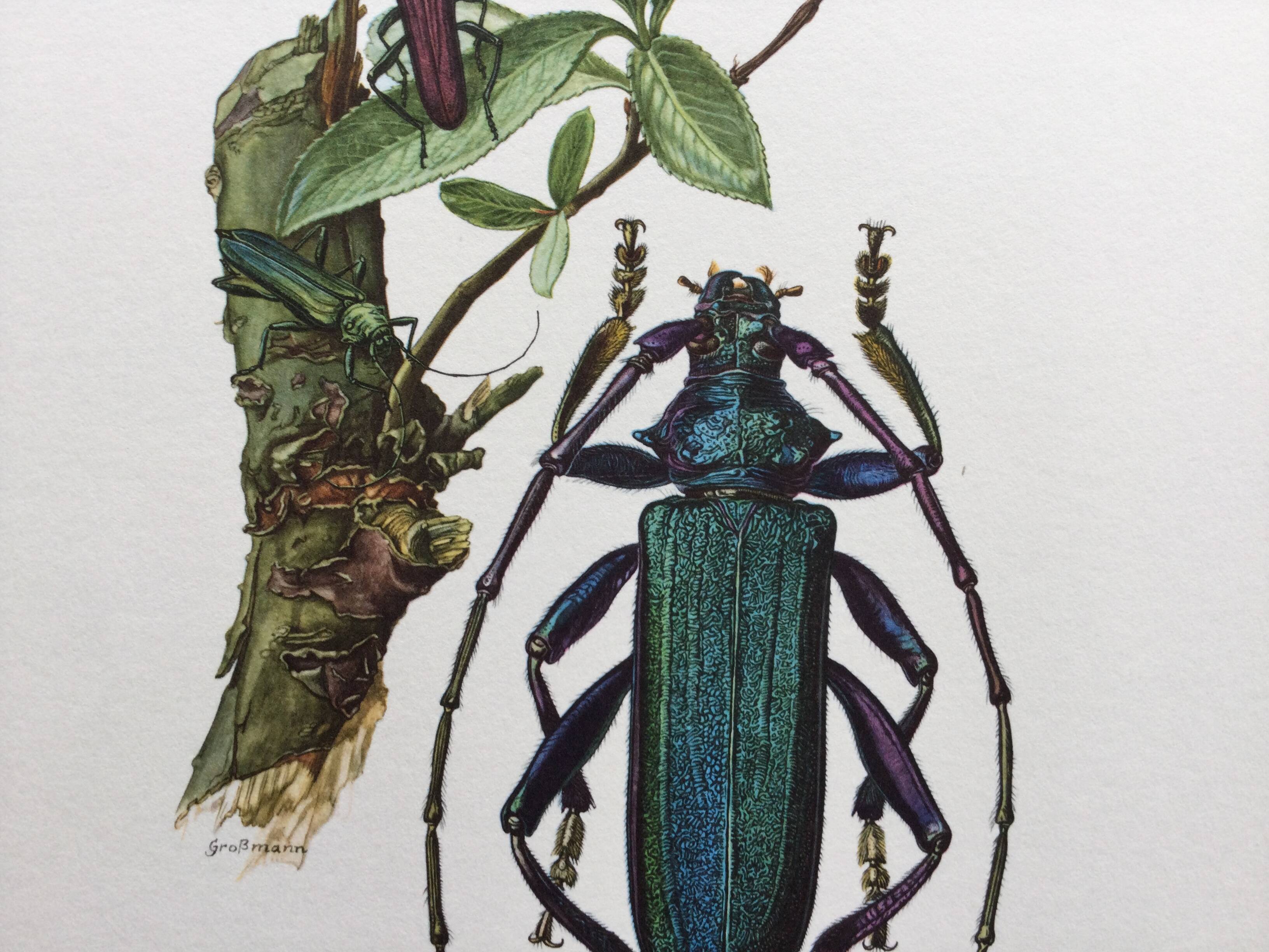 Antique illustration Insects Vintage print 60s