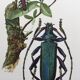 Antique illustration Insects Vintage print 60s