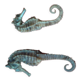 Set of 2 seahorses stuffed